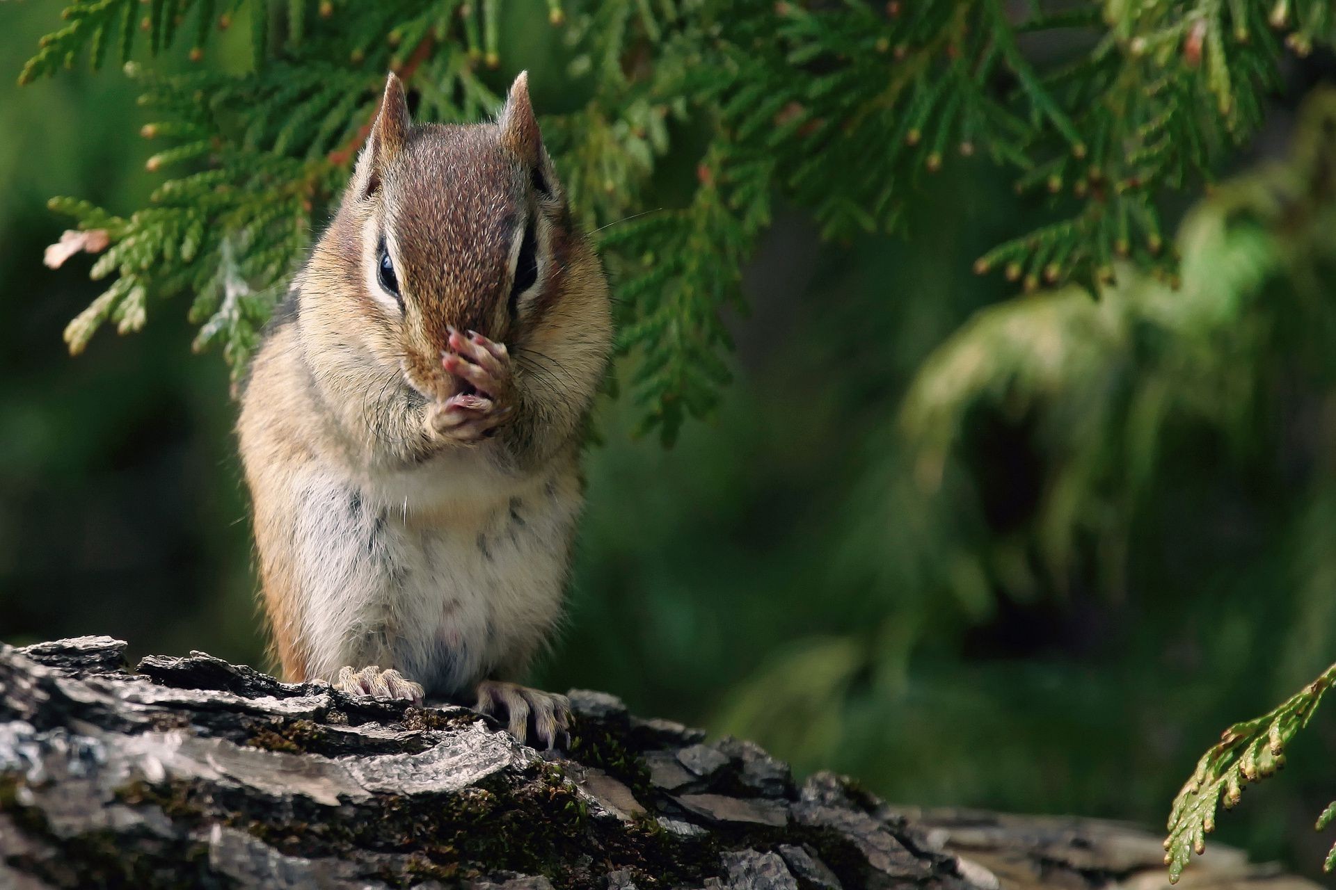 animals wildlife nature tree outdoors squirrel wood wild mammal rodent animal chipmunk