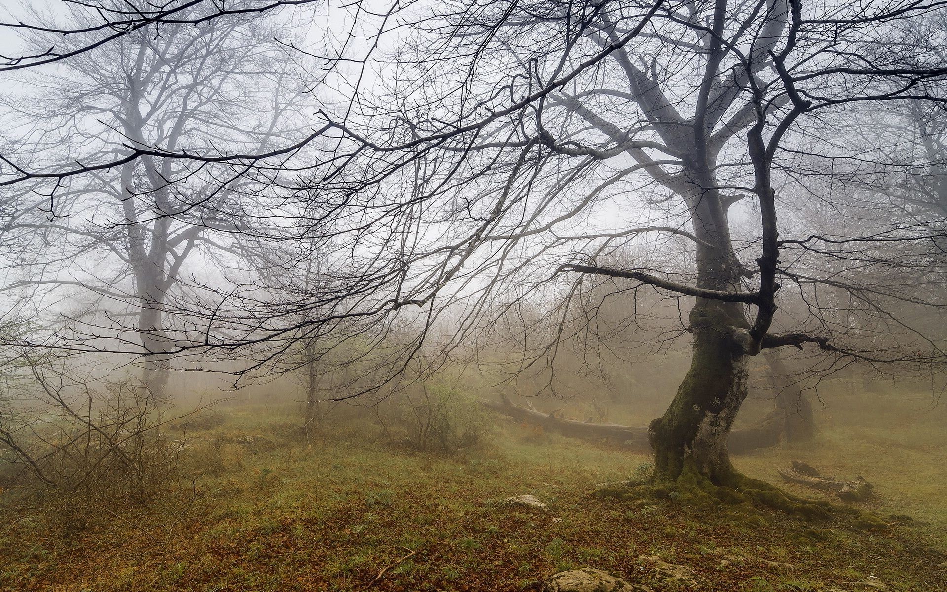 paysage arbre paysage bois brouillard automne brouillard nature aube parc hiver branche saison environnement météo scénique à l extérieur feuille campagne beau temps