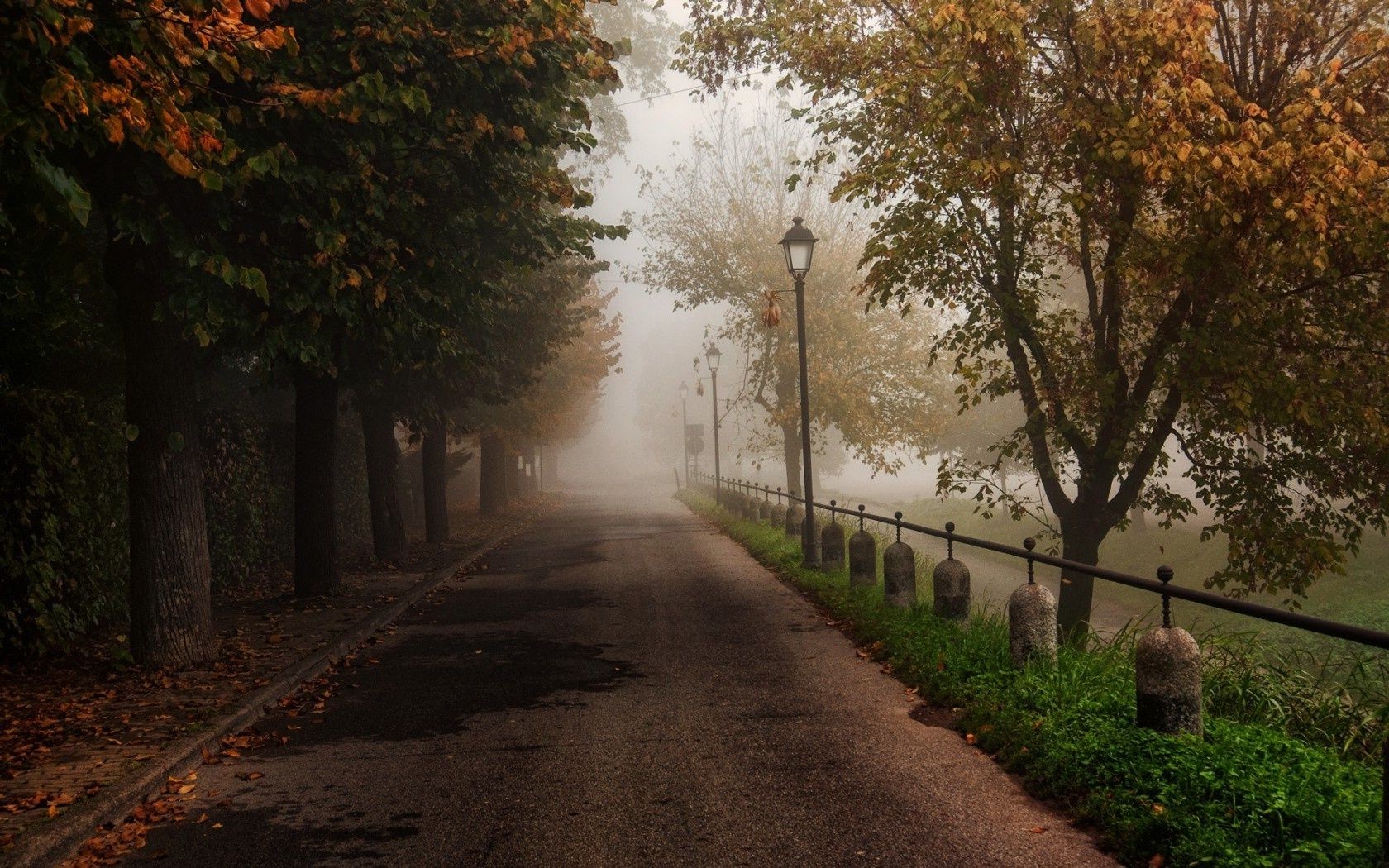 route arbre automne manuel feuille paysage ruelle parc à l extérieur brouillard bois aube lumière brouillard nature