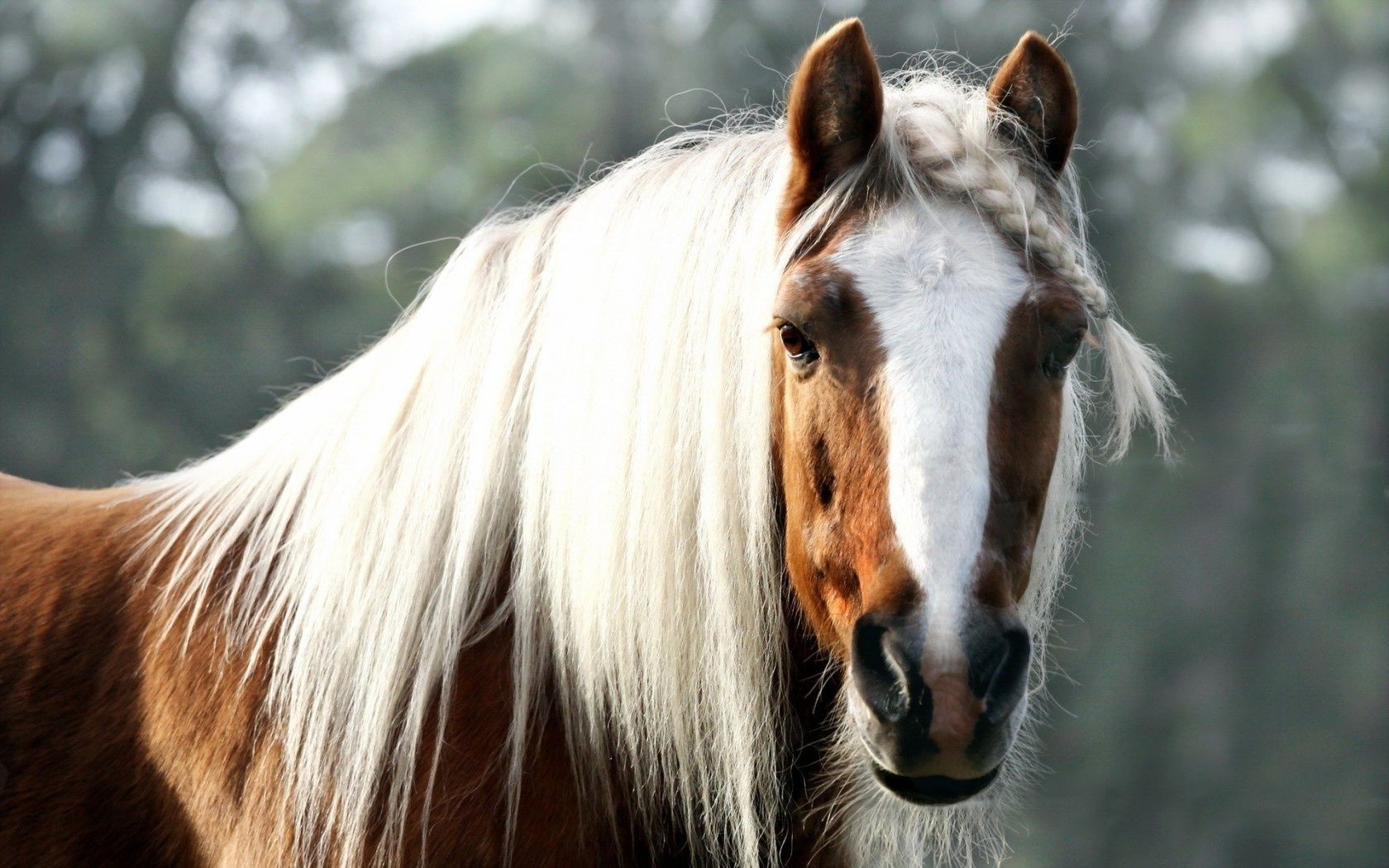 cavallo animale mare cavalleria ritratto mane mammifero stallone cavallo allevamento di cavalli pony natura fattoria equestre singolo animale domestico domestico carino capelli fauna selvatica selvaggio