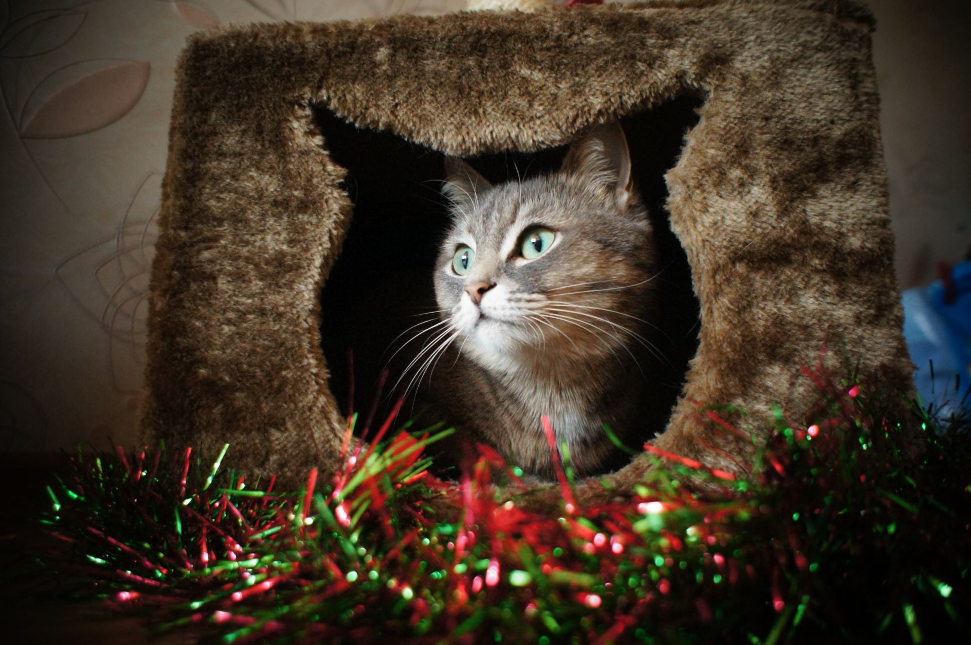 kediler kedi sevimli portre evde beslenen hayvan yavru kedi memeli kürk yerli göz hayvan küçük