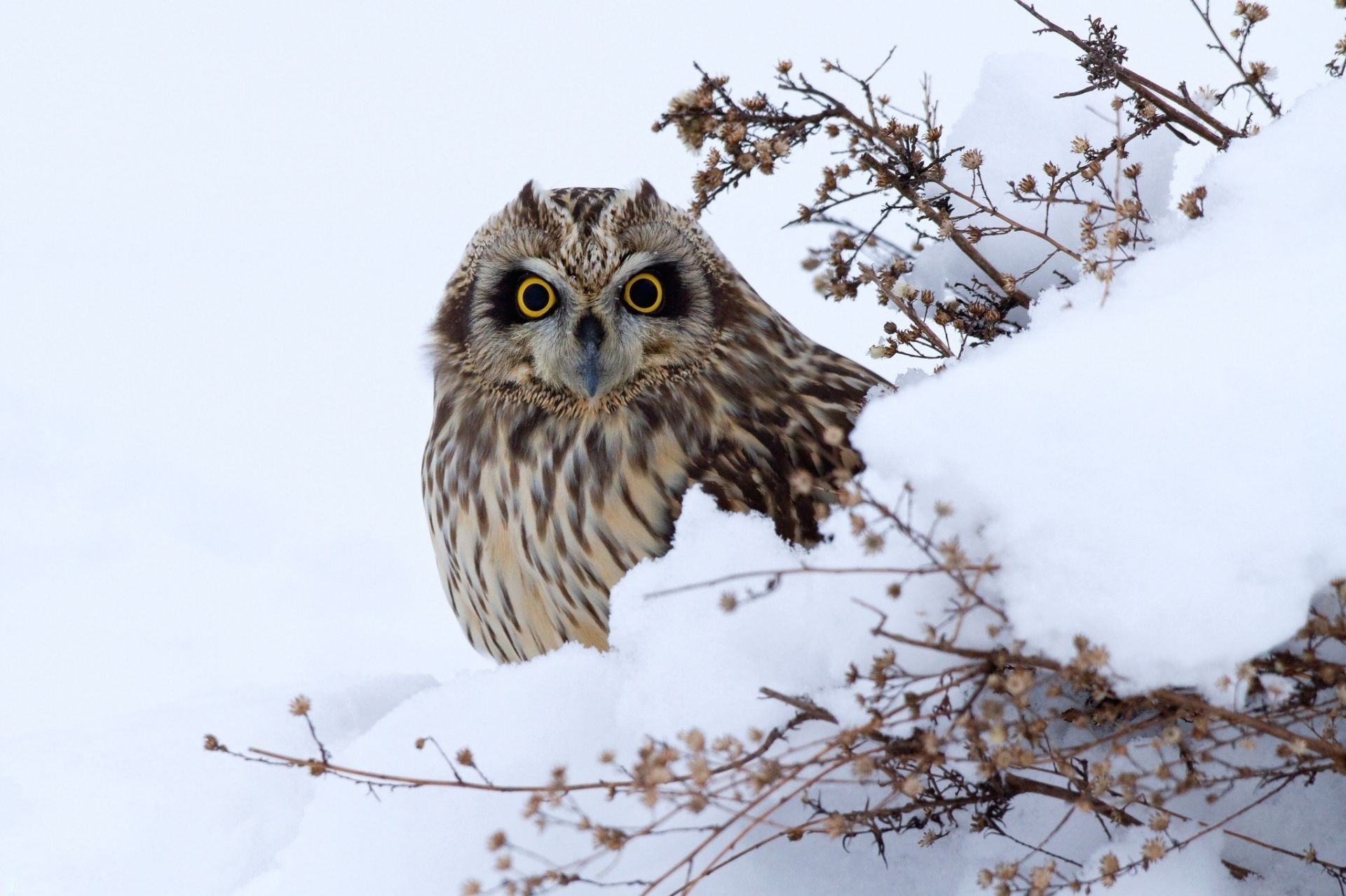 animals bird owl snow raptor winter nature wildlife tree wild animal prey predator cold avian feather