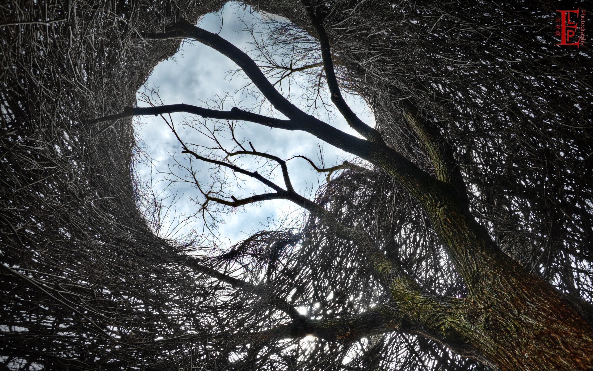 scultura albero natura legno paesaggio inverno ramo ambiente neve tronco tempo freddo desktop parco all aperto luce stagione foglia alba autunno