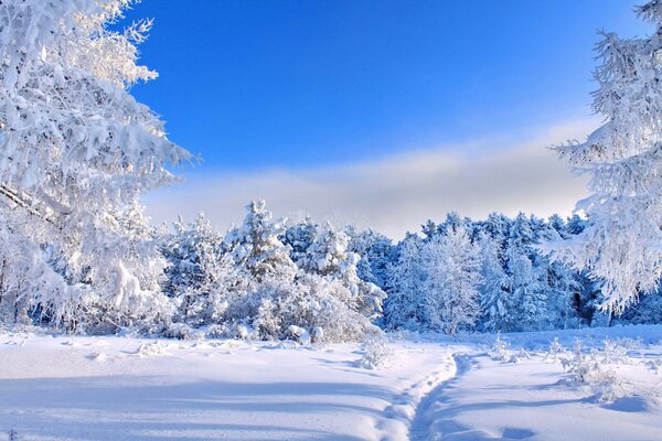 Ein verschneiter Weg in einen mit Frost bedeckten Wald