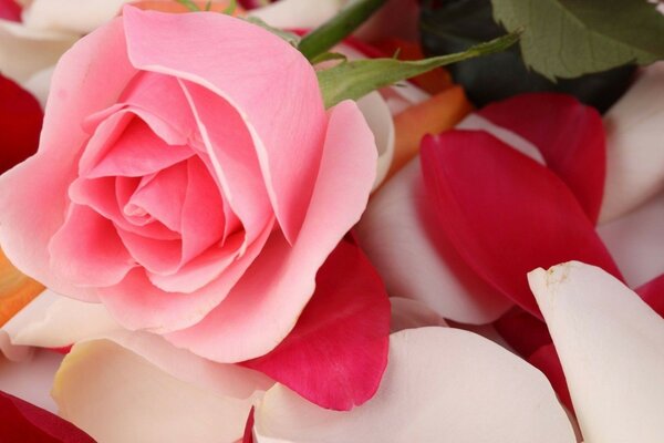 Pink rose in rose petals