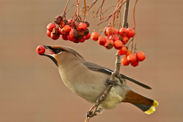 Berries and birds. Bird with a sprig of viburnum