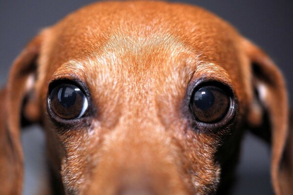 Yeux mignons de chien de race teckel