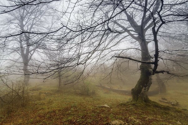 Paesaggio nebbioso. Alberi senza fogliame