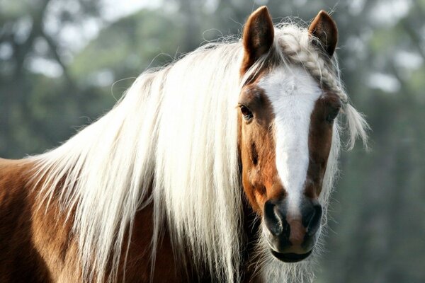 Portrait d un beau cheval. Cheval tacheté