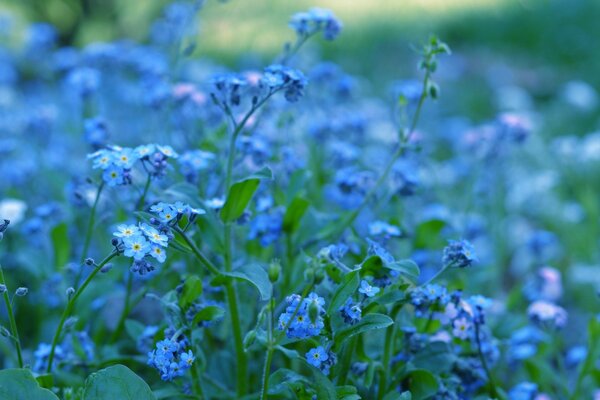 Blaue kleine Blumen in der Natur