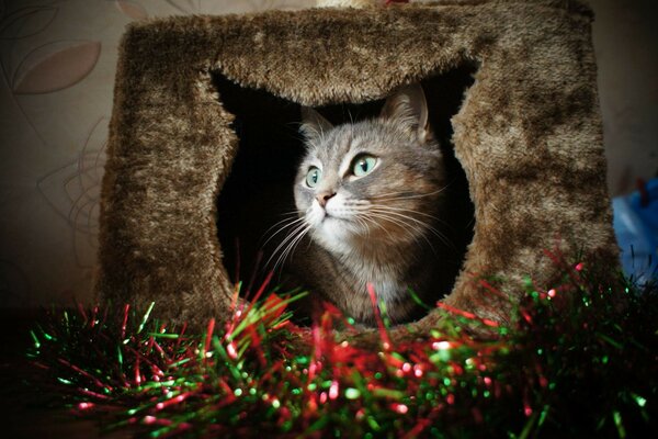 Ein lebendiges Porträt. Katzen sind eine süße Schöpfung