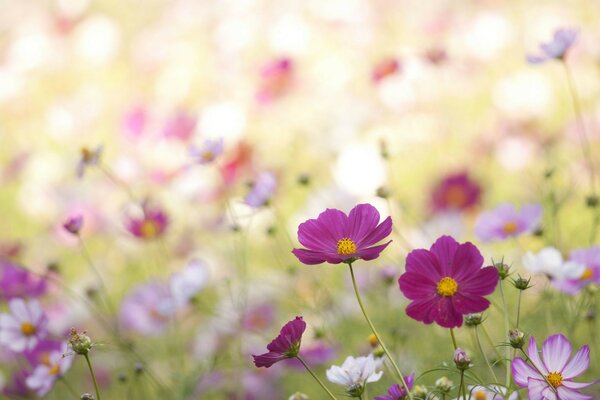 Schöne Sommer Wildblumen