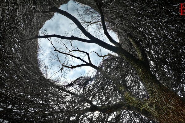 Paysage de ciel à travers les branches d un arbre