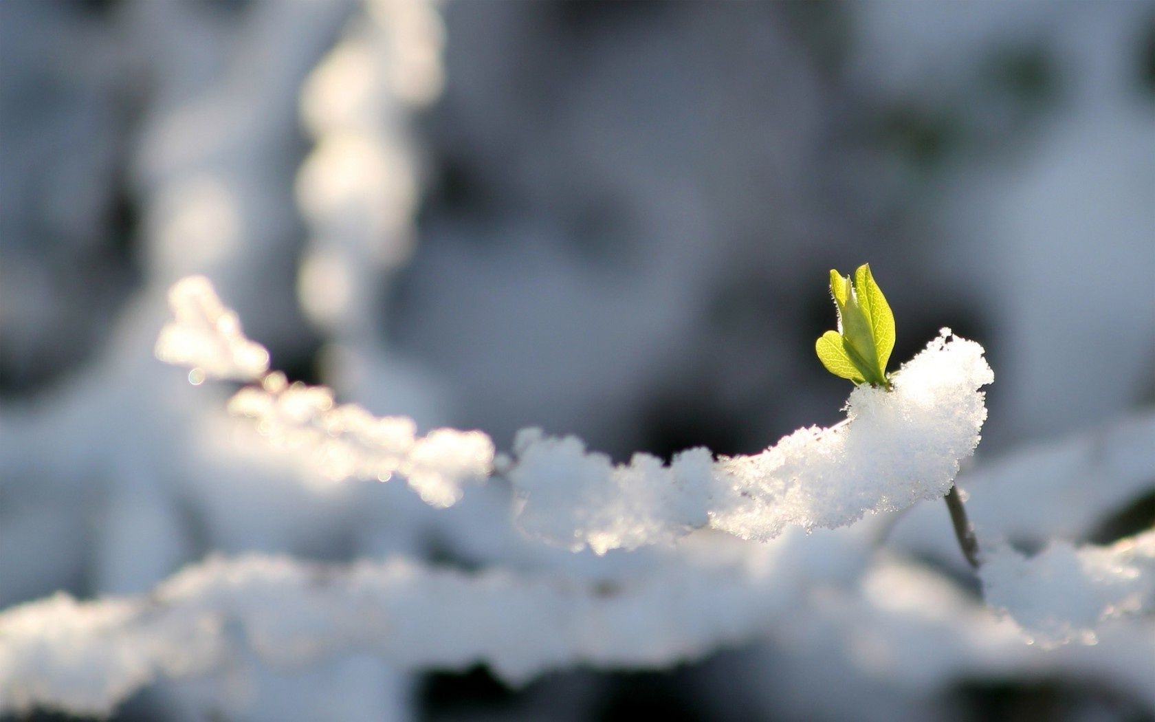 flores neve inverno ao ar livre natureza borrão geada árvore flor frio bom tempo dof gelo paisagem luz do dia folha luz madeira temporada