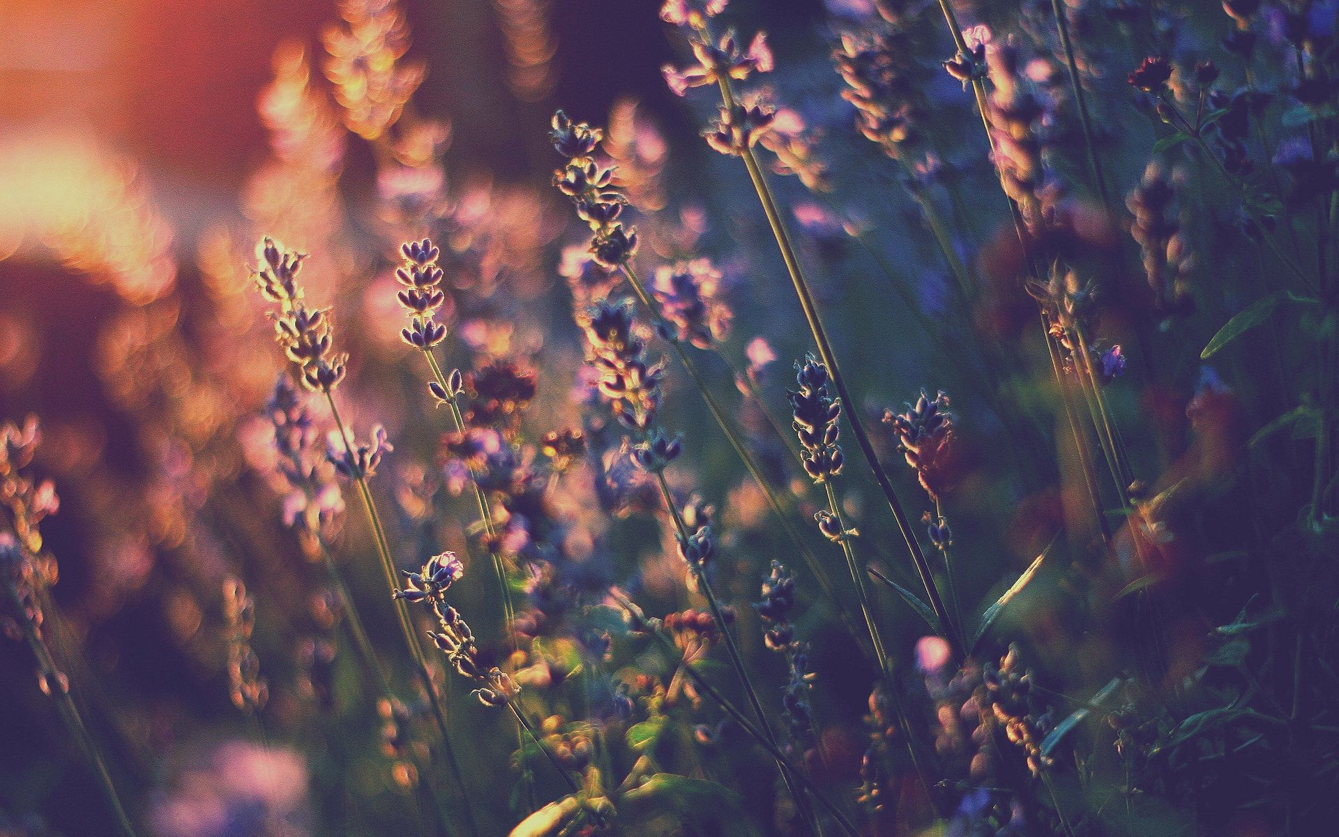 flowers flower nature blur flora summer leaf color outdoors light field