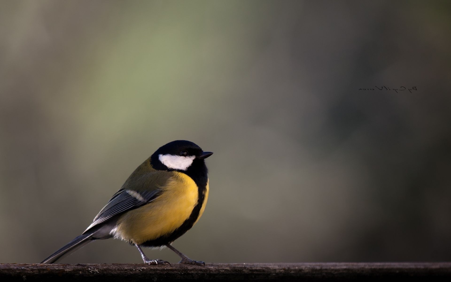 animales aves vida silvestre naturaleza al aire libre