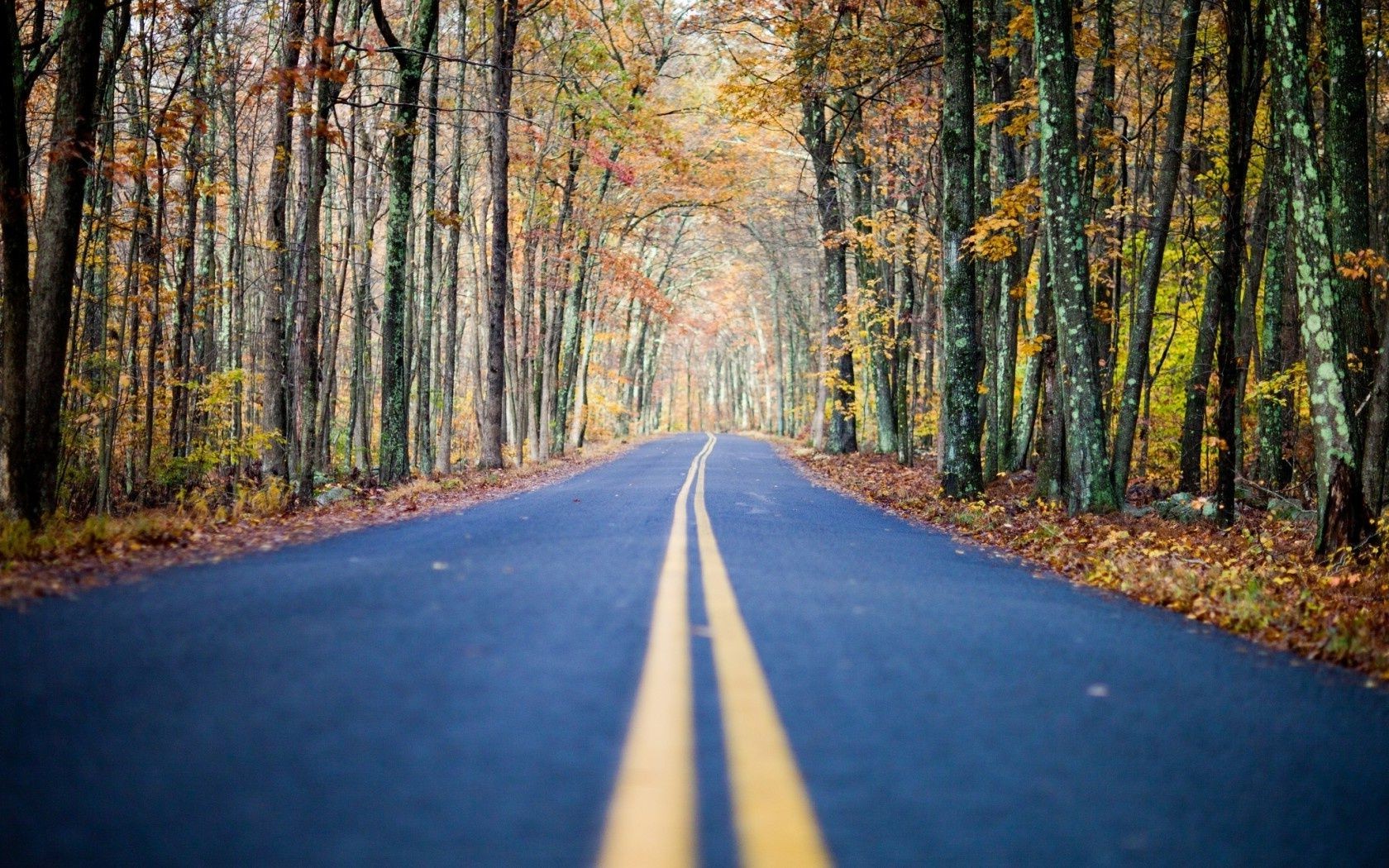 strada legno guida albero autunno paesaggio foglia natura vicolo parco pittoresco alba all aperto stagione campagna prospettiva vicolo bel tempo rurale