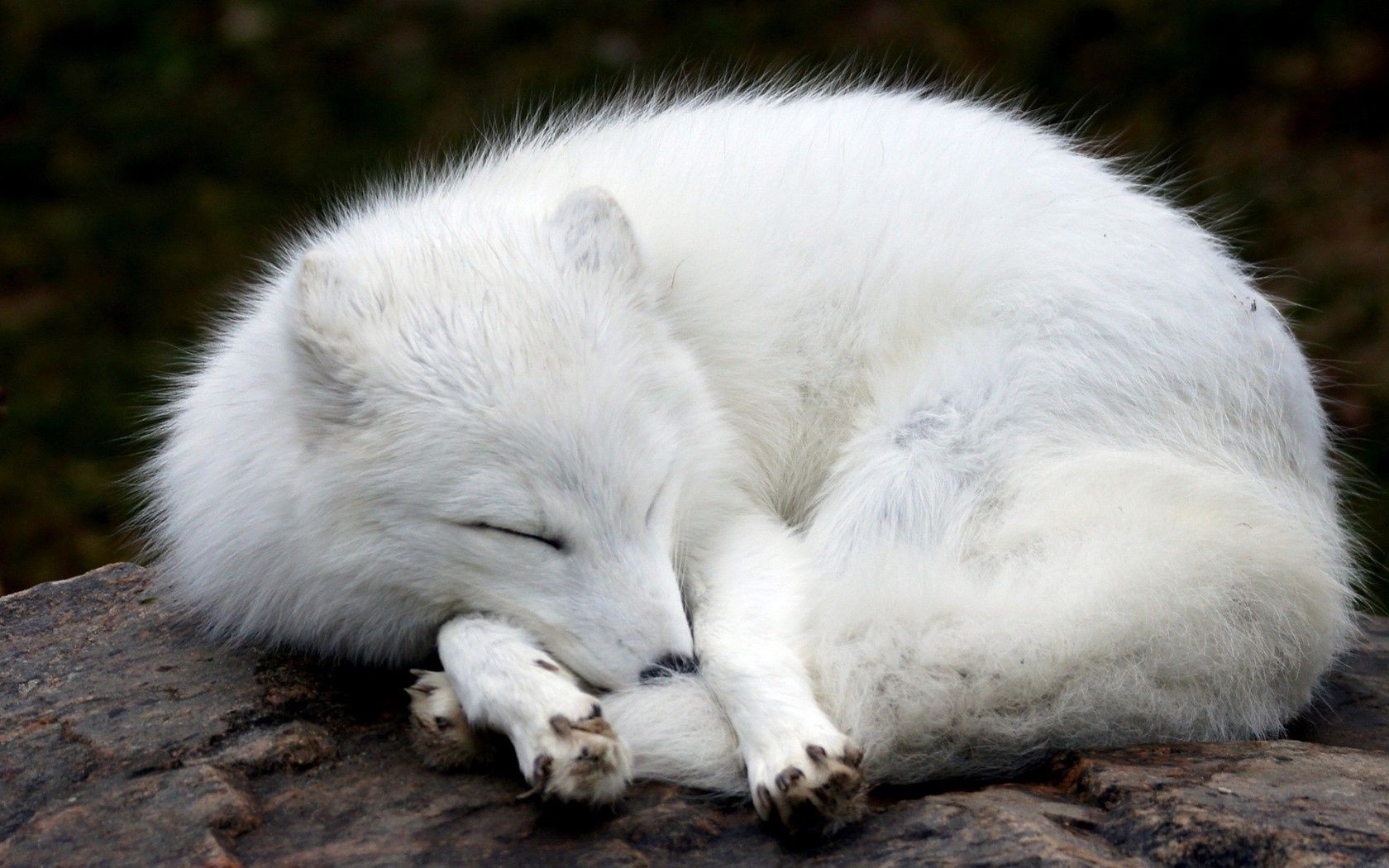 renard mammifère la faune givré fourrure nature zoo sauvage animal à l extérieur prédateur