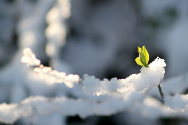 Winter nature flower from under the snow