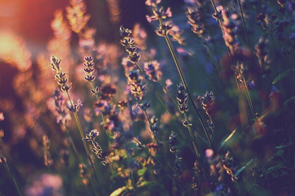 Flores de lavanda desfocadas ao pôr do sol