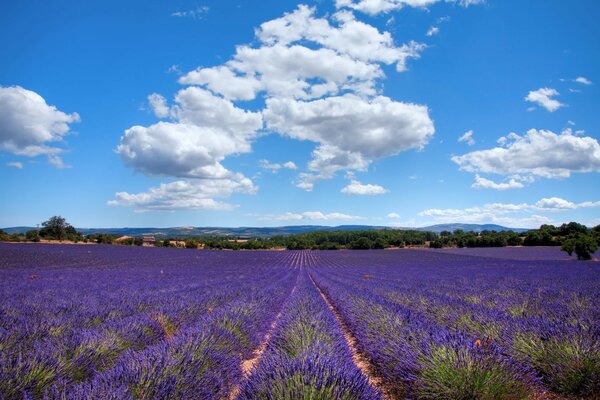 Landschaft Blumen Landschaft