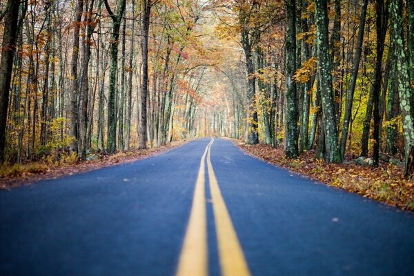 Asfalto mojado. Arco de árboles de otoño