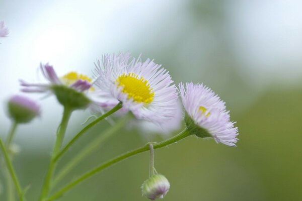 Wildblumen Nahaufnahme