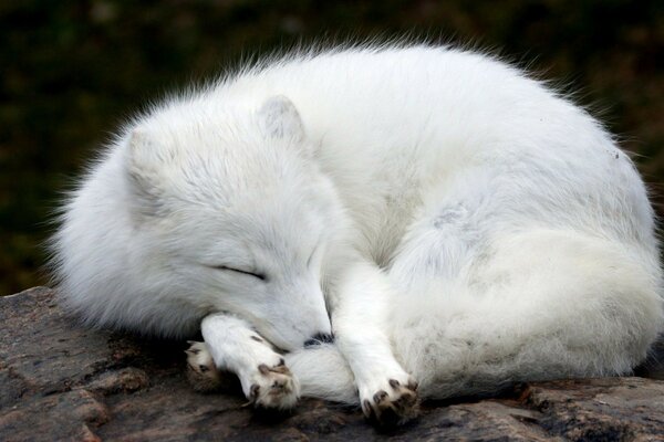 The white scribe curled up into a ball