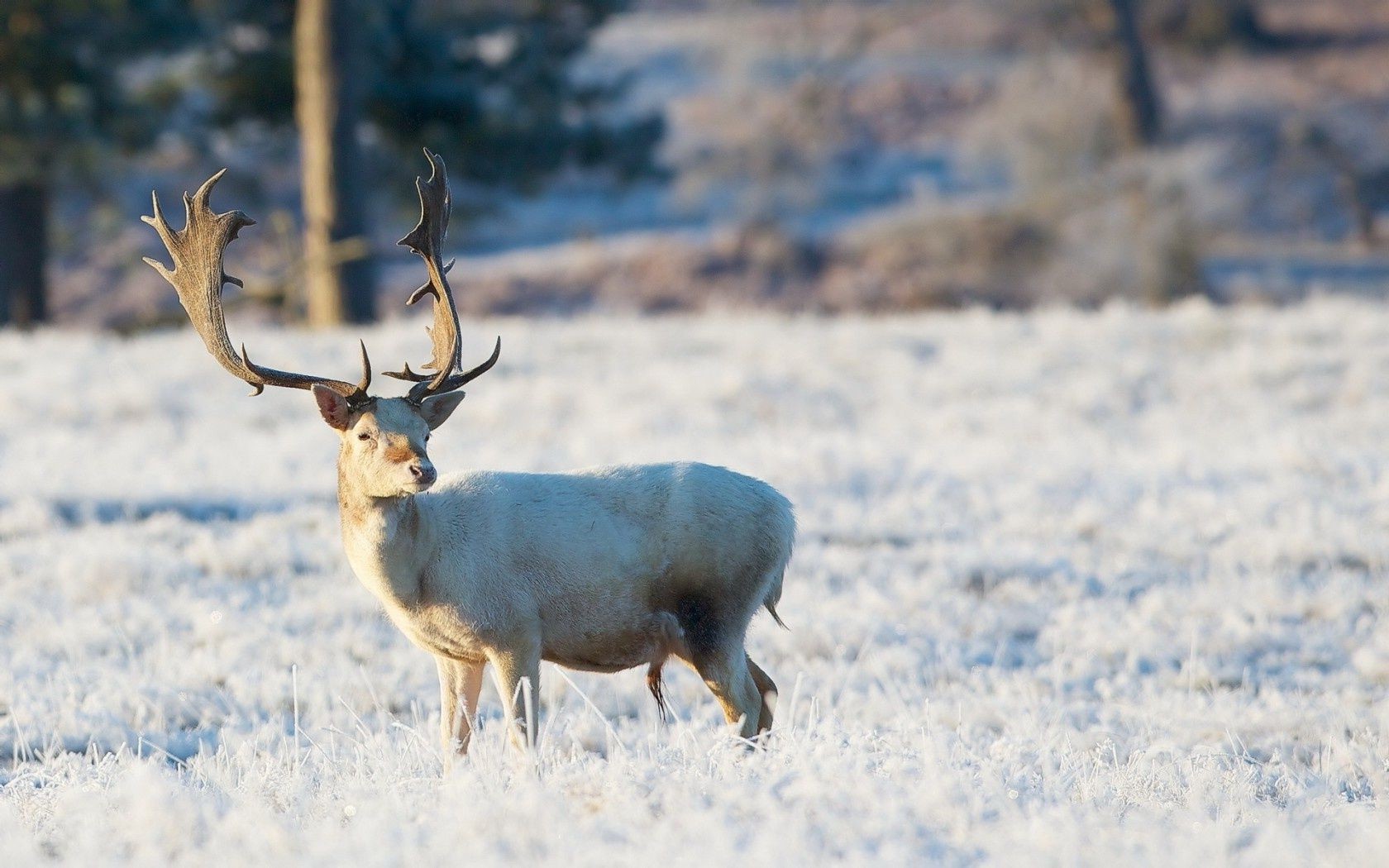 ciervos mamífero invierno vida silvestre naturaleza al aire libre nieve animal salvaje madera ciervo pantano