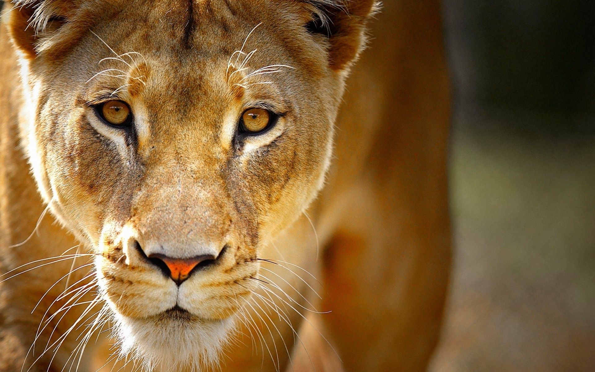 leões gato animal vida selvagem mamífero jardim zoológico retrato leão selvagem safari natureza olho pele predador caçador