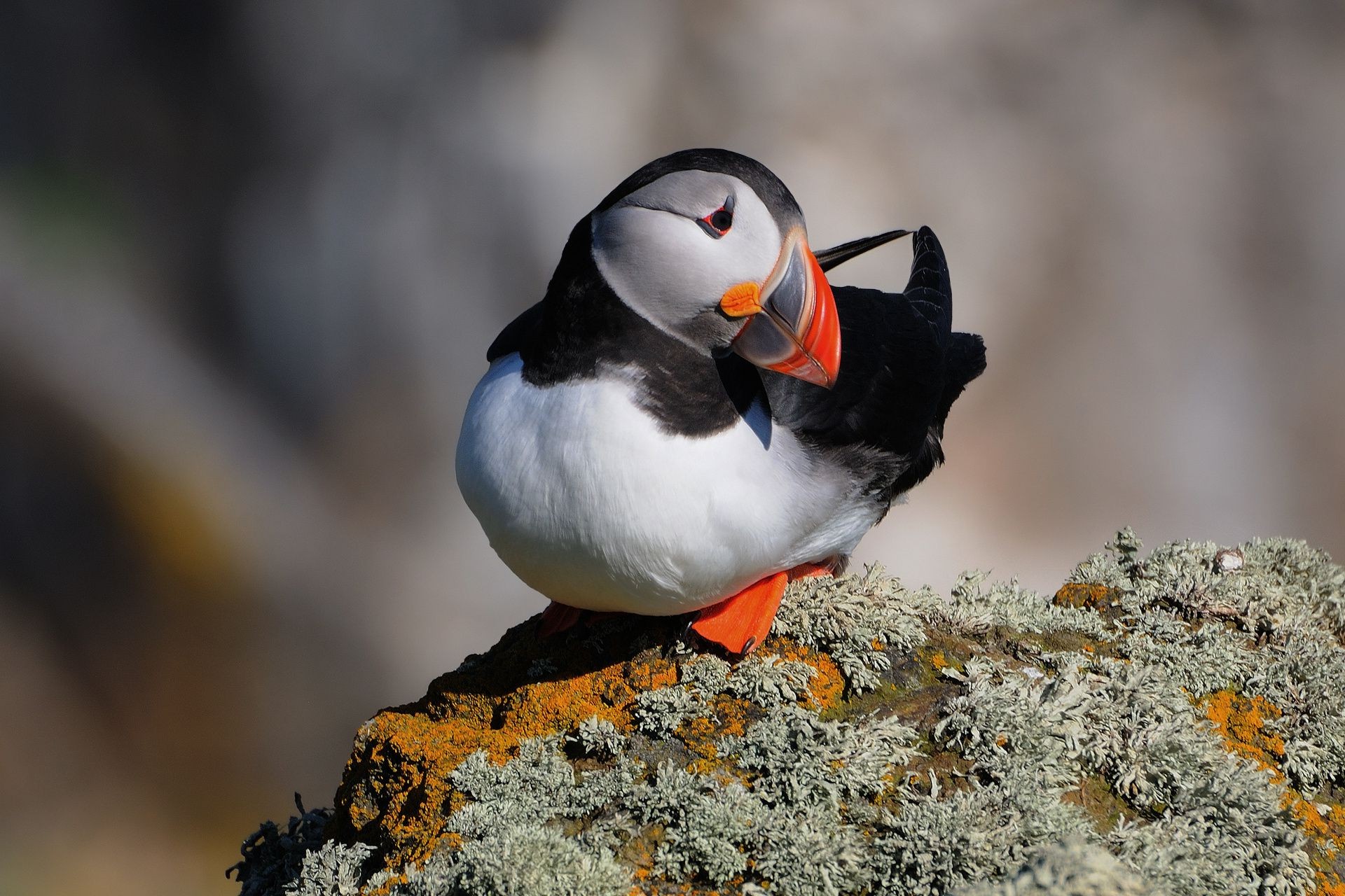 tiere vogel tierwelt natur tier wild im freien schnabel unschärfe