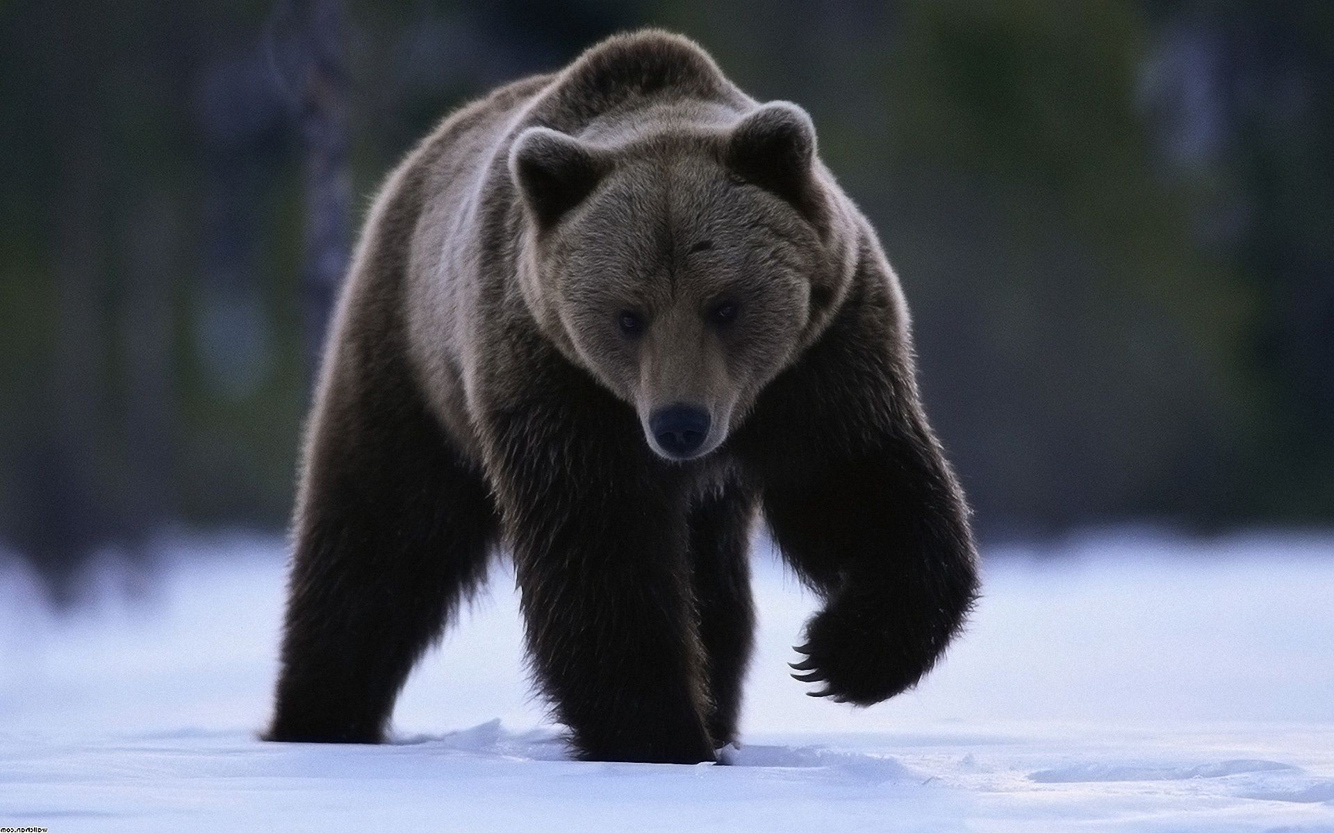 bears mammal wildlife predator wild outdoors animal wood nature frosty winter