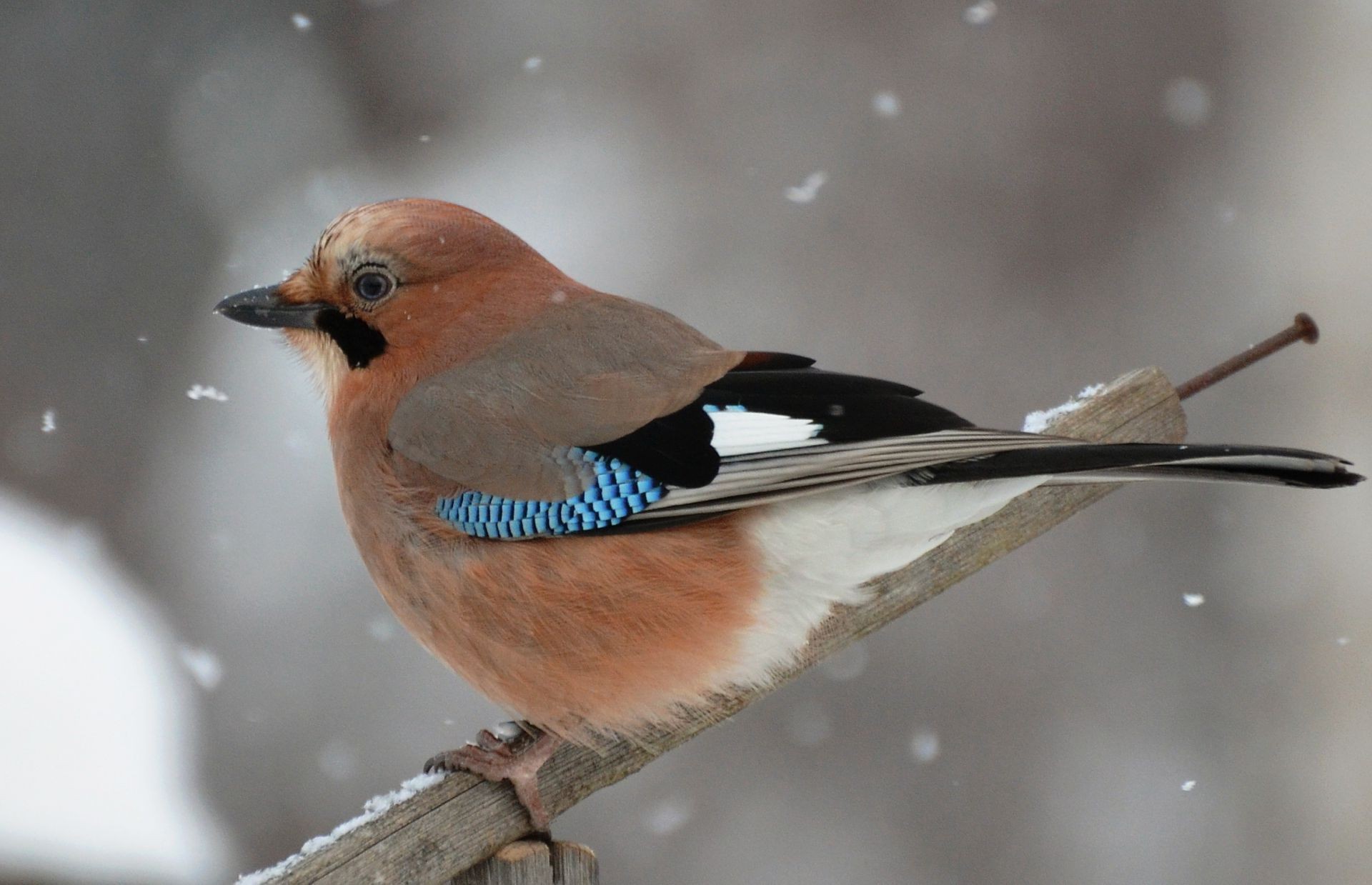 tiere vogel tierwelt ein tier natur luftfahrt