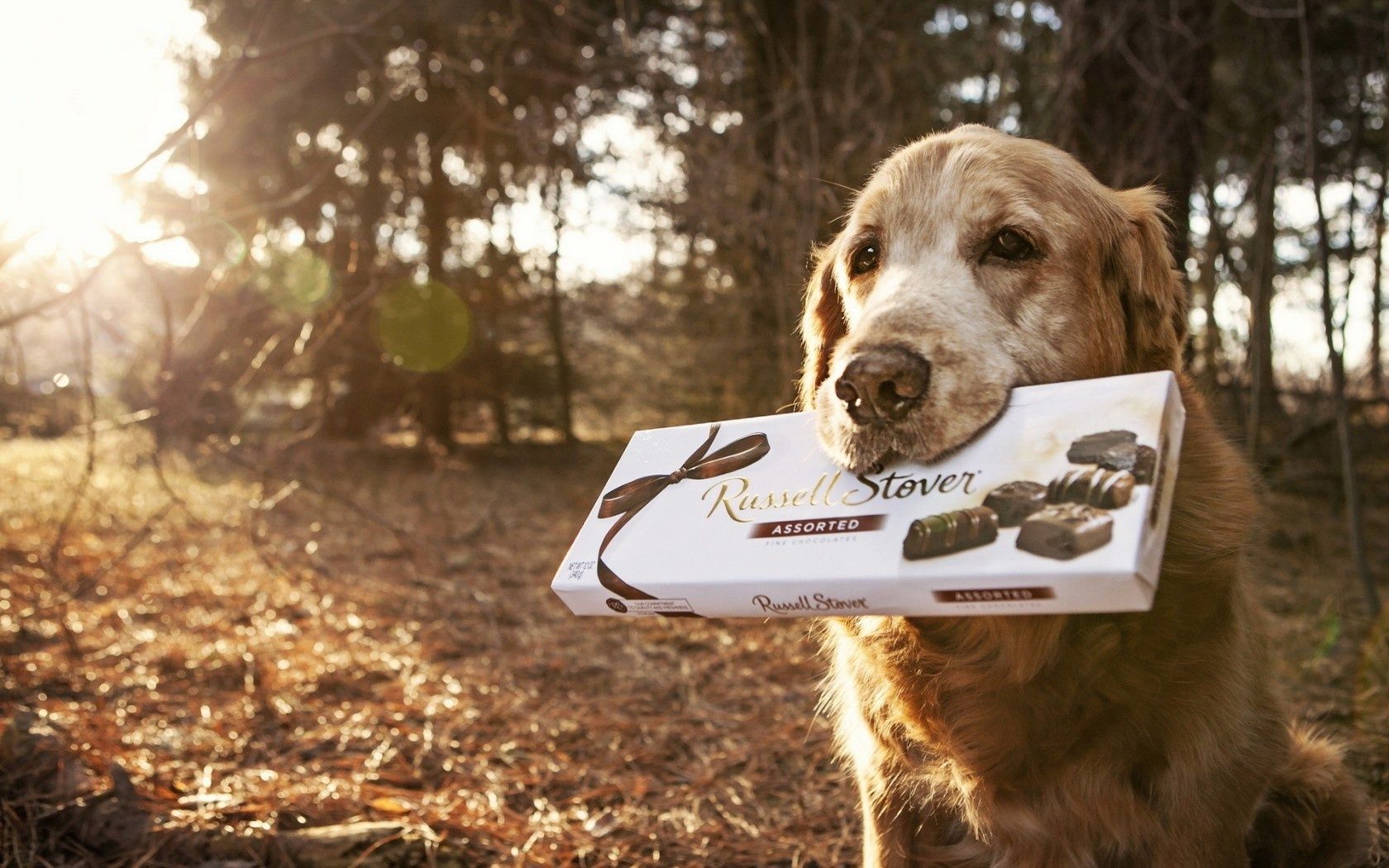 cani cane canino mammifero animale domestico singolo ritratto all aperto natura carino parco animale