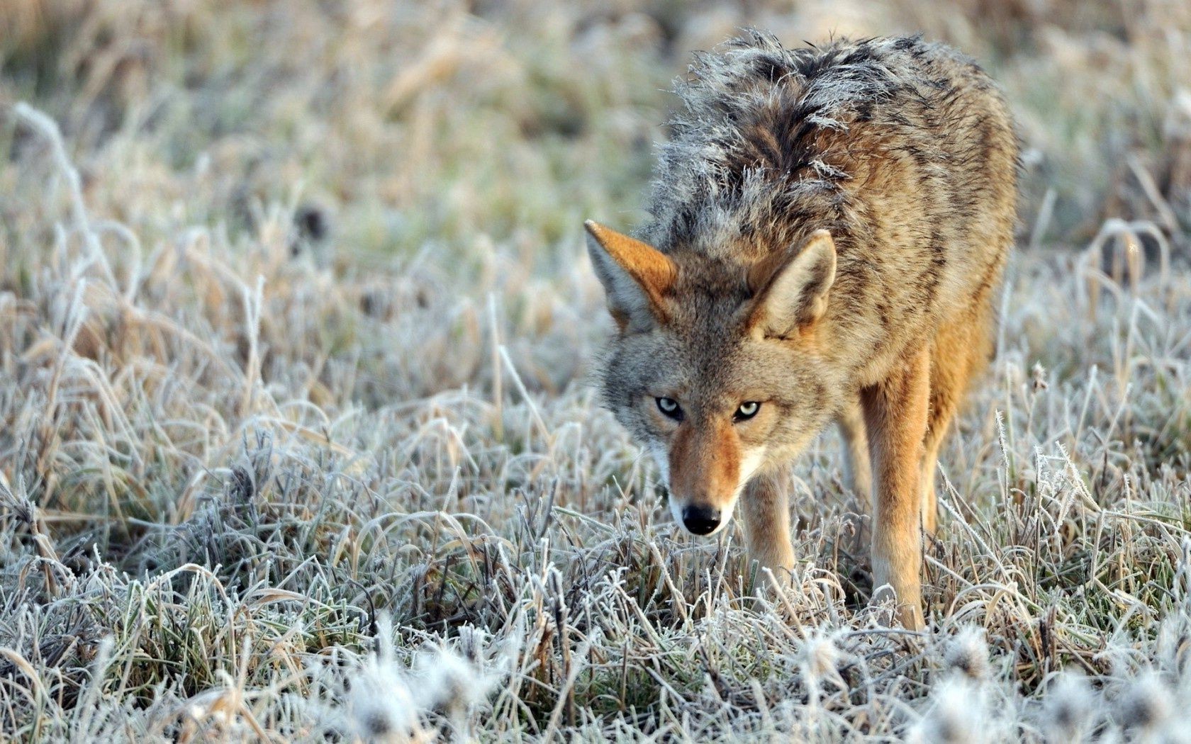 animales vida silvestre naturaleza salvaje mamífero animal al aire libre hierba depredador madera