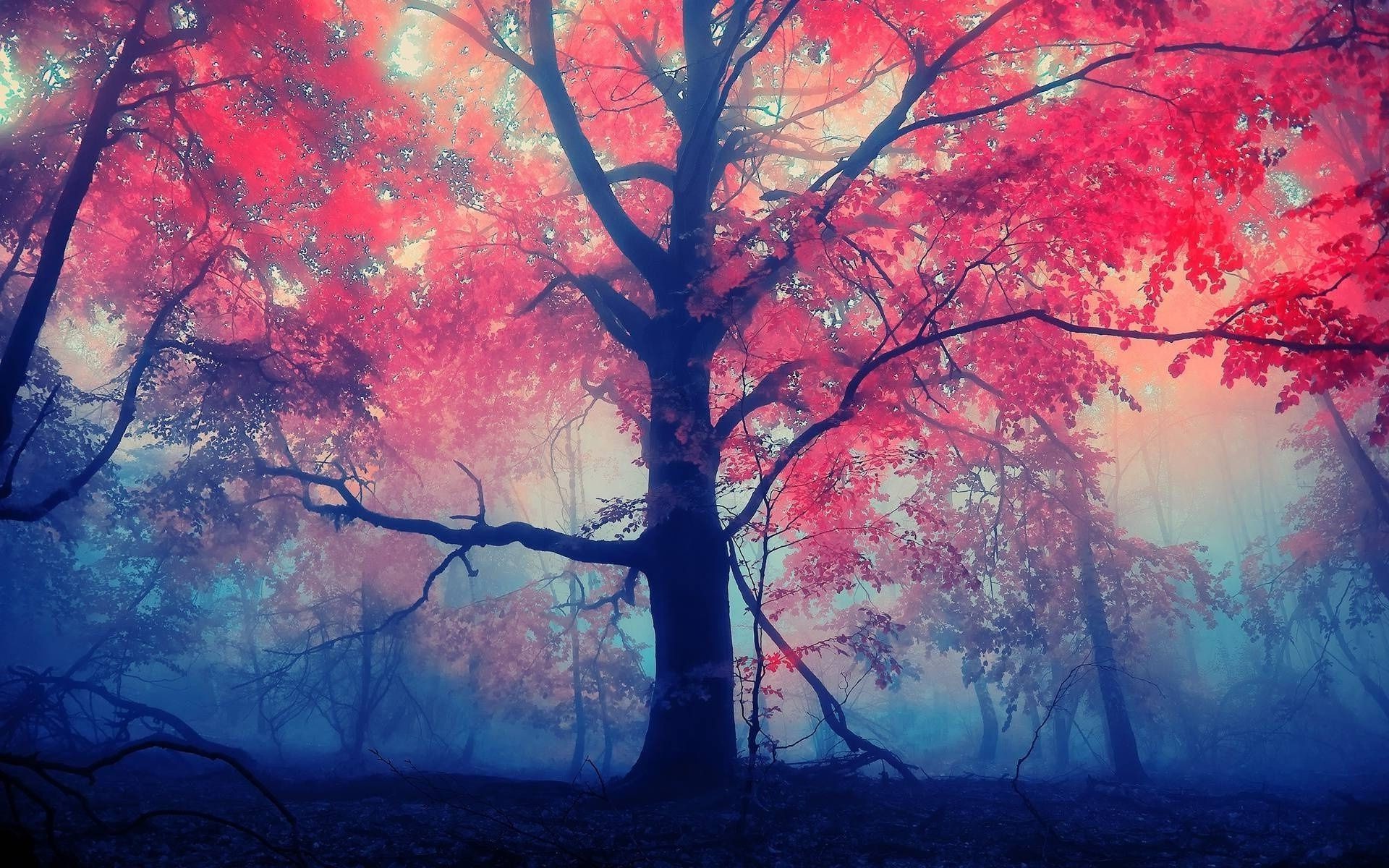 trees tree fall branch landscape leaf season nature color light fog wood maple desktop