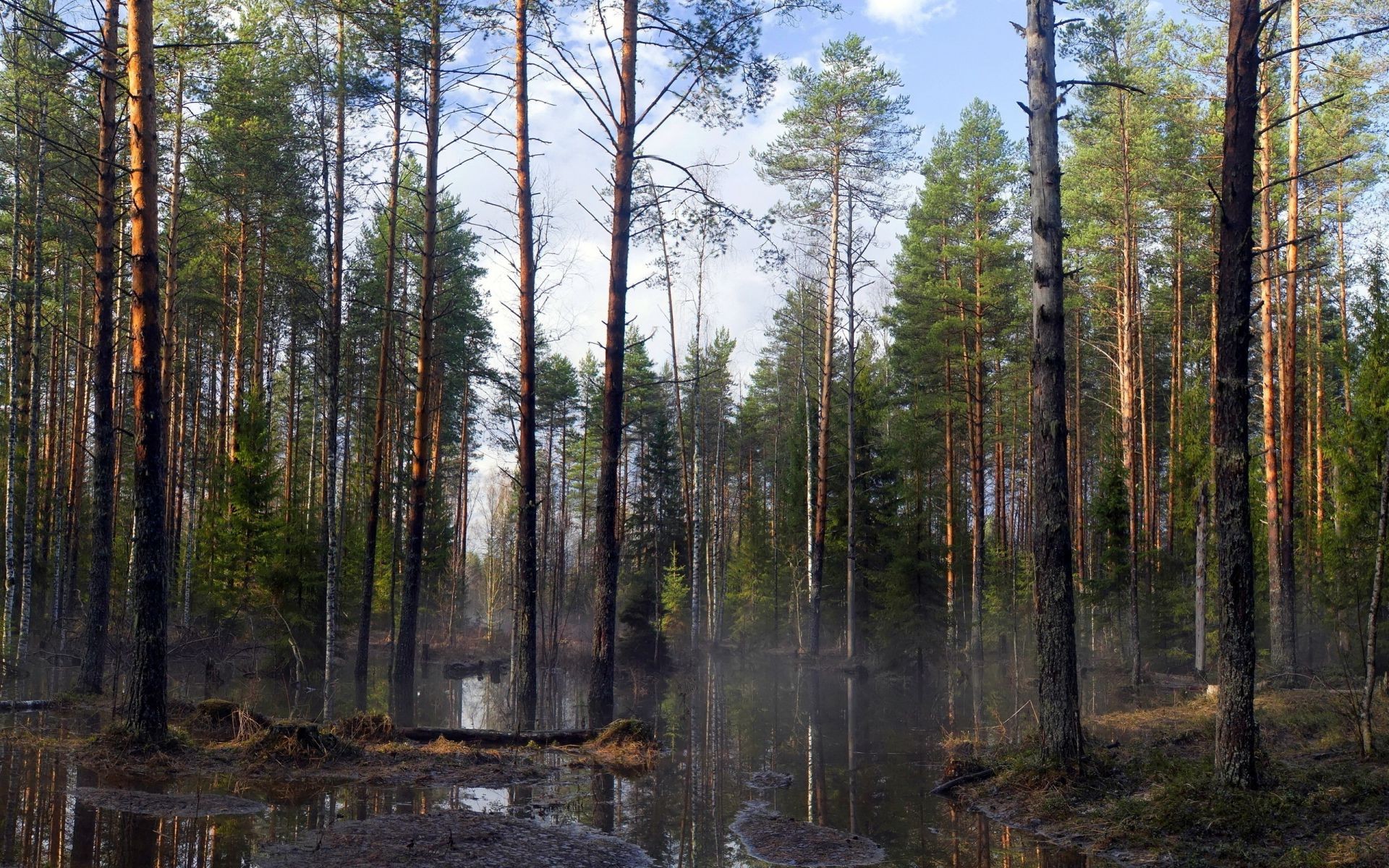 foresta legno natura albero paesaggio conifere all aperto evergreen foglia pino bel tempo ambiente selvaggio alba autunno nebbia parco sole scenic nebbia