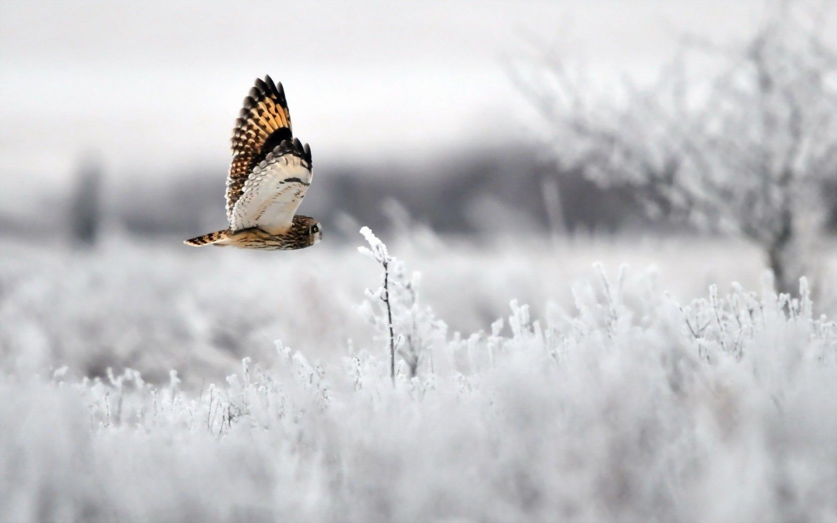 animaux hiver neige nature gel à l extérieur froid la faune givré saison sauvage oiseau