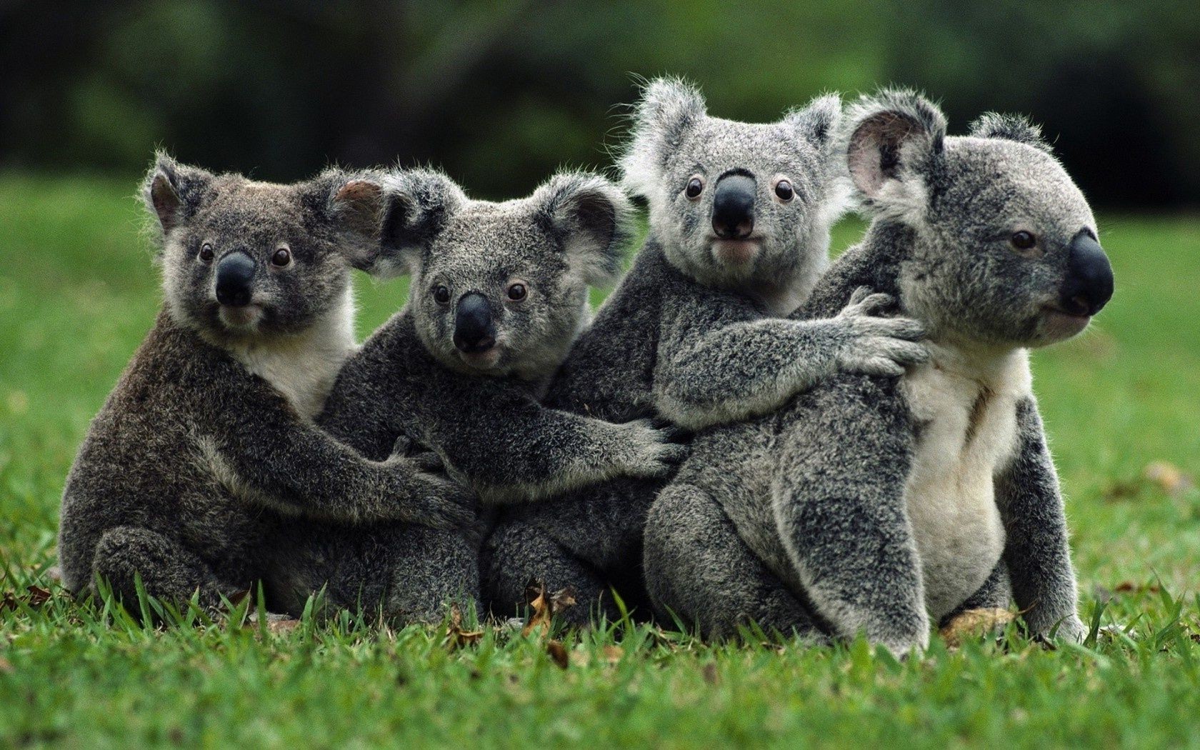 zwierzęta ssak zwierzę dzikie słodkie natura trawa futro zoo dziki portret młody dziecko puszysty szary torbacze zagrożony