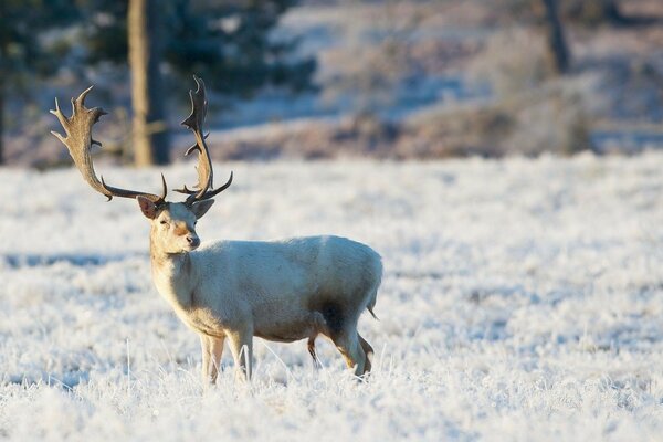 Hirsche in freier Wildbahn im Winter