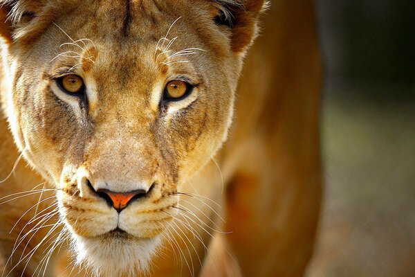 Animales de la naturaleza leones