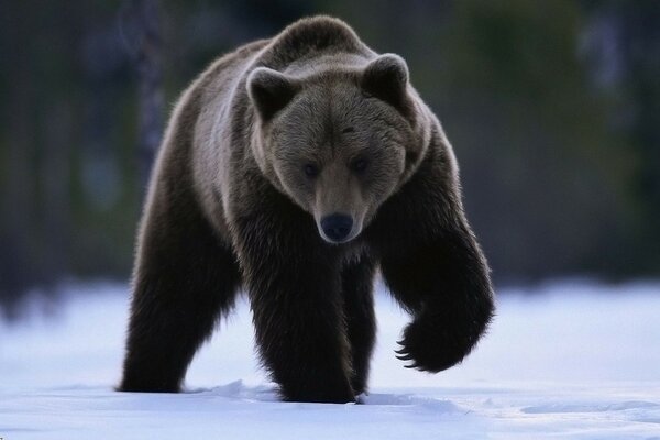 Orso che cammina attraverso la foresta in inverno