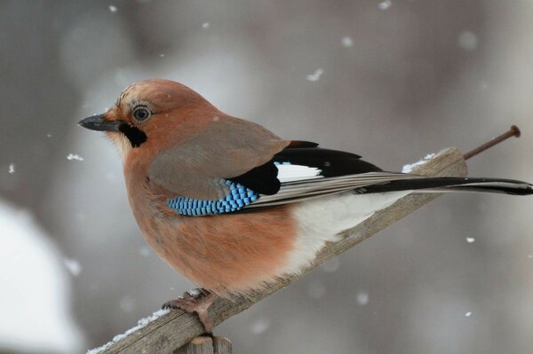 Painting of a bird sitting on a branch in winter