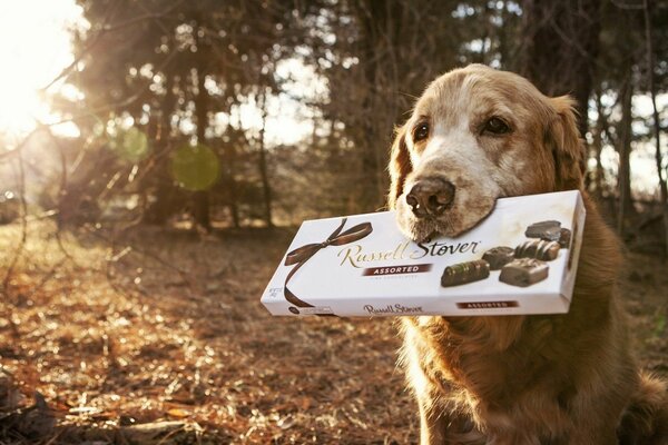 Cane rosso in natura con caramelle