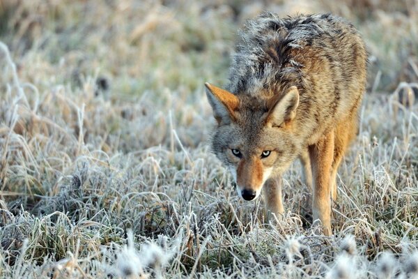 Kartierer des Wolfes im Winter im Gras