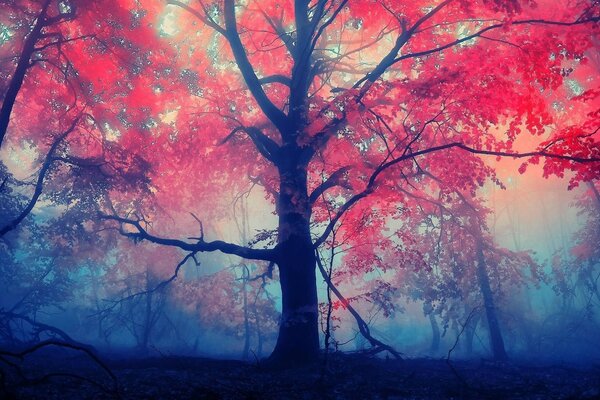 Ein mysteriöser Herbstwald mit bunten, harmonischen Farben