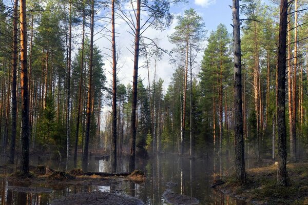 Сосновый лес утром на рассвете