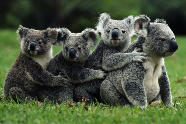 On est amis. Créatures mignonnes de la faune