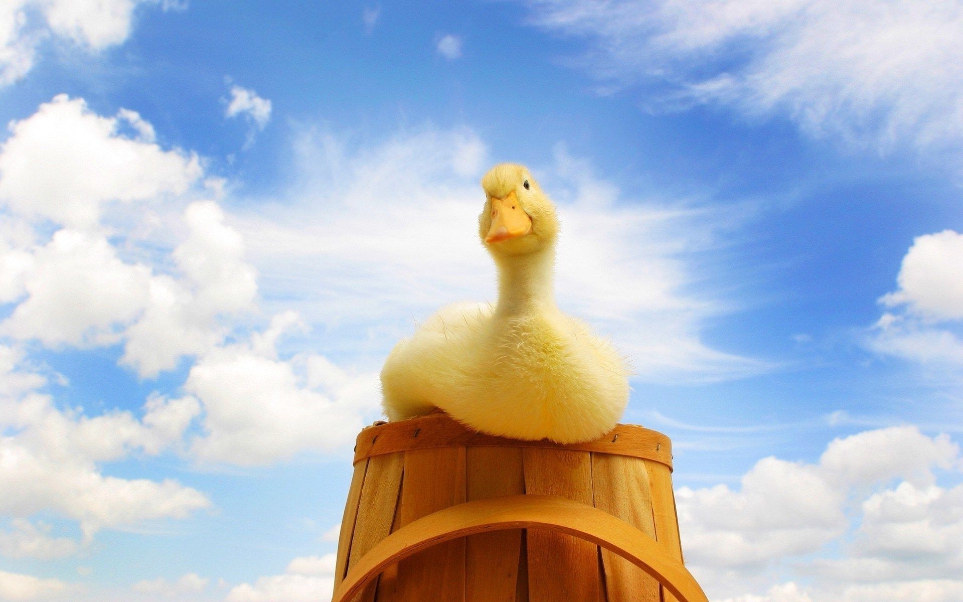 animales cielo al aire libre arquitectura viajes religión verano solo