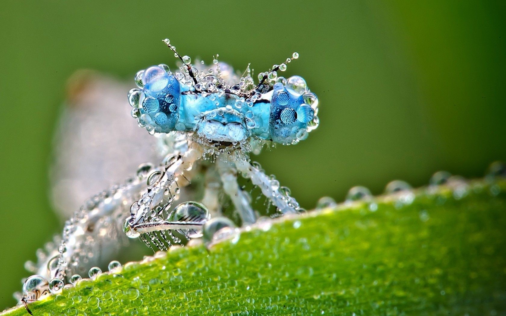 droplets and water nature rain drop dew insect spider garden grass close-up leaf flora summer animal little beautiful droplet environment color close